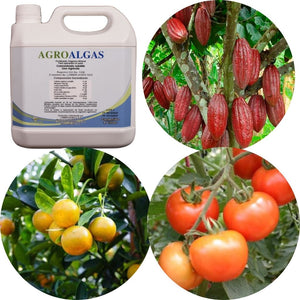 Agroalgas / Algas mas fosforo